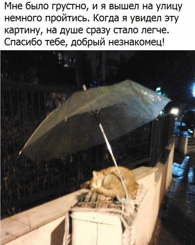 Осеннему котовторнику быть!