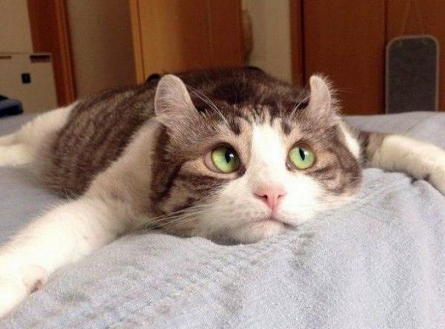 Коты и Кошки
