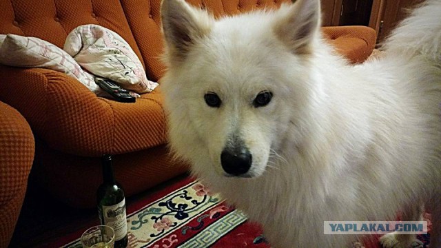 Хаски напал на годовалого мальчика в Хабаровске