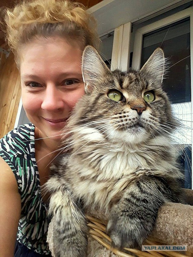 Джокер и его семья