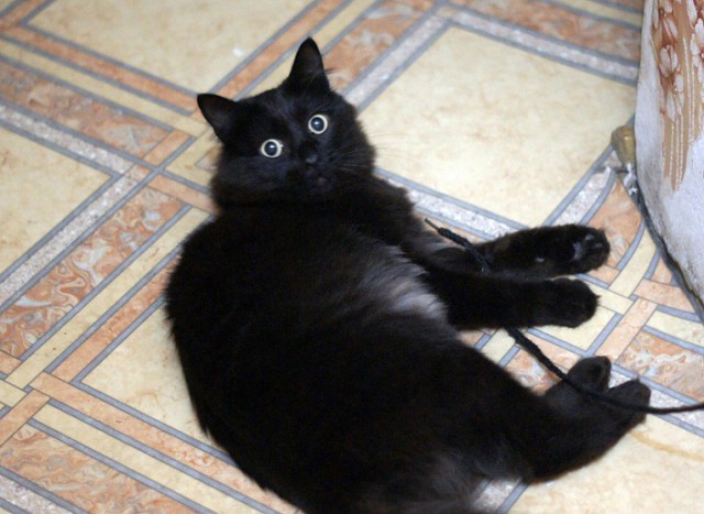Котовторник