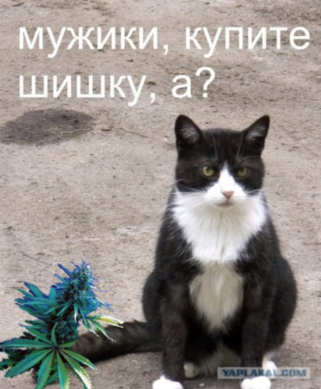 Прикольные коты на среду! ОЧЕНЬ МНОГО!