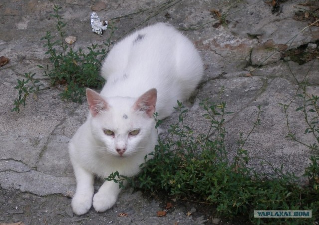 Котовторник  на  ЯПлакалъ