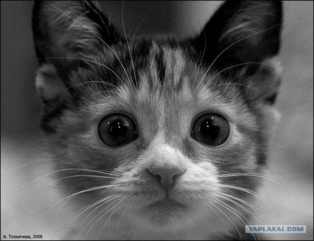 Котовторник на ЯПлакалъ