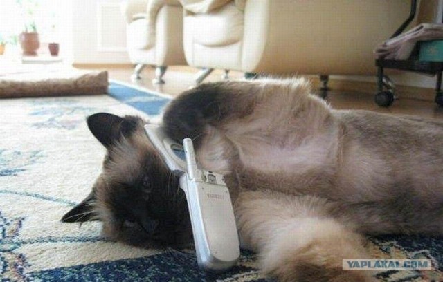 Котовторник в ЯПонии (58 фот)