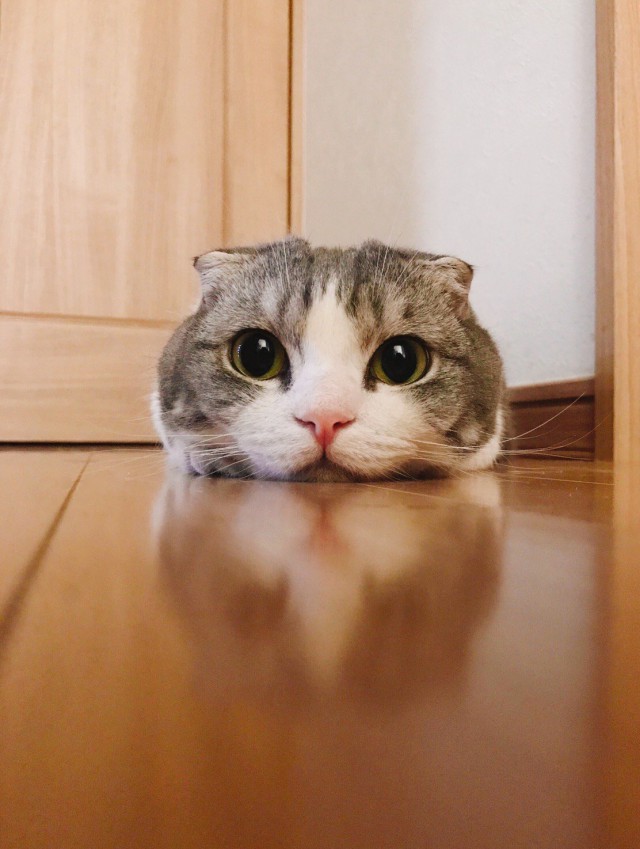Немного милоты