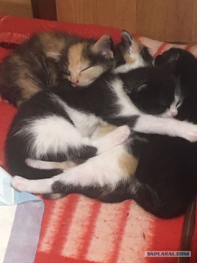 Отдам котят в Новосибирске