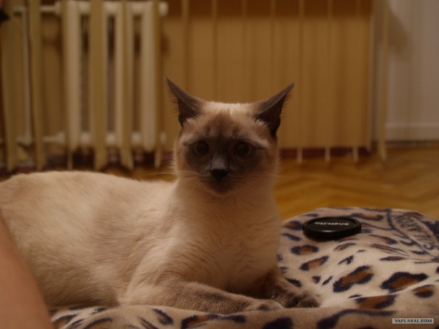 Котовторник на ЯПе (21.04.2009)