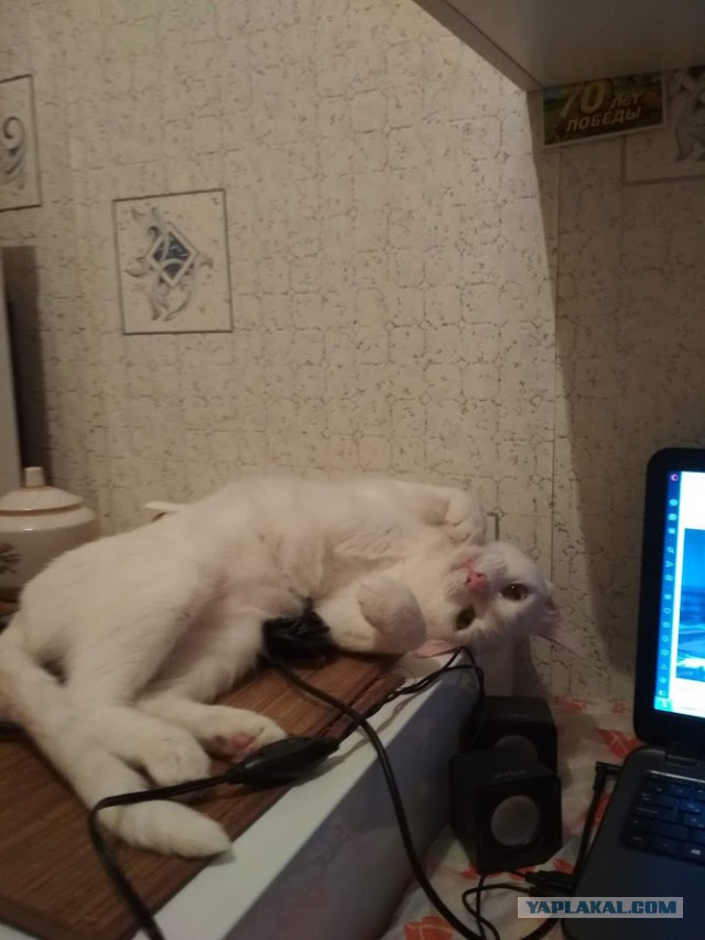 Милые животные. Мимиметр сломался