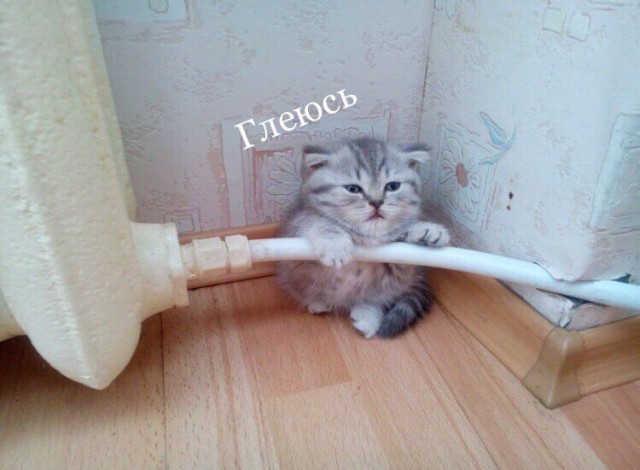 Прикольных котов пост