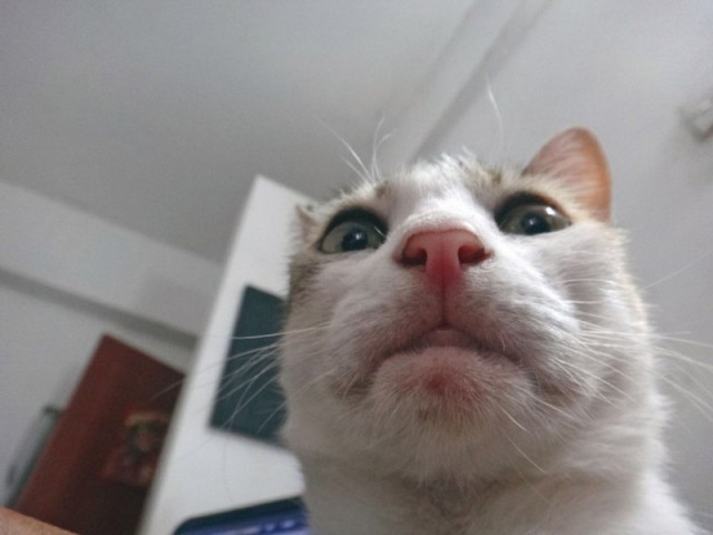 Прикольных котов пост