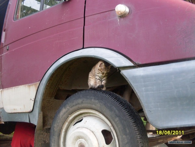 Котовторник, для любителей кошек