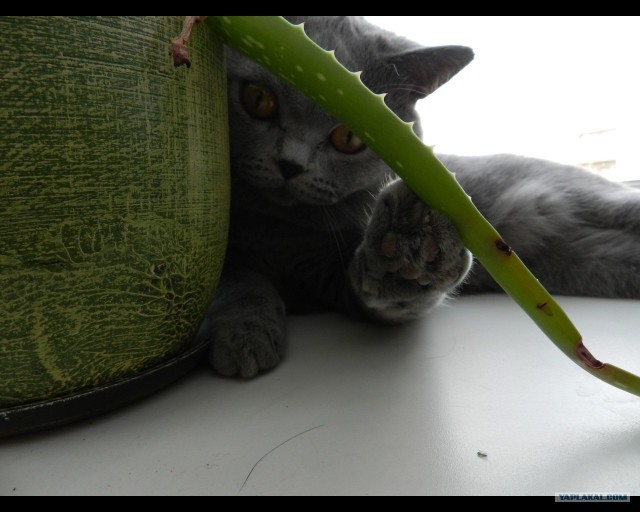 Котовторник: Кошки и ягнёнок