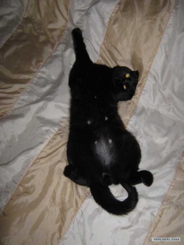 Сонный Котовторник