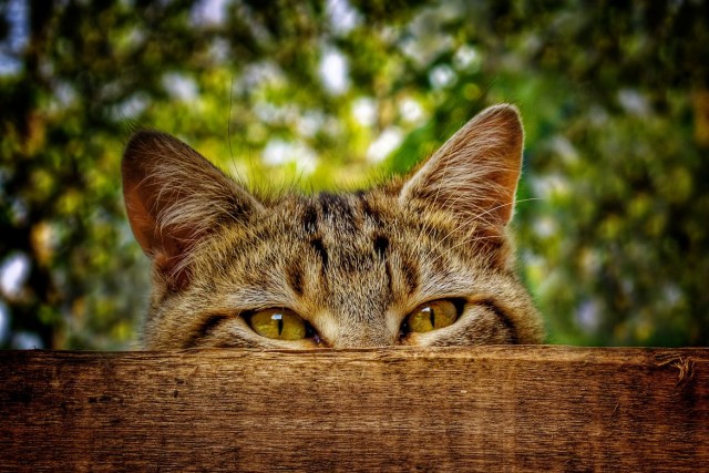 Котовторник так котовторник!