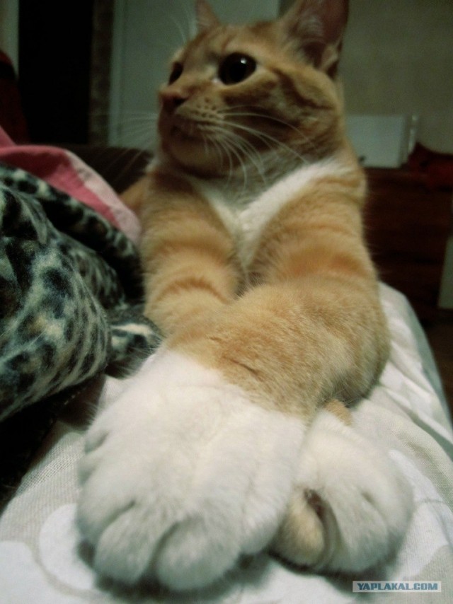 Котовторник 22.11.11