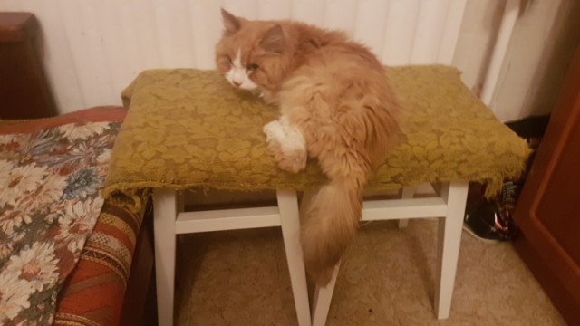 Столик для кота-пенсионера