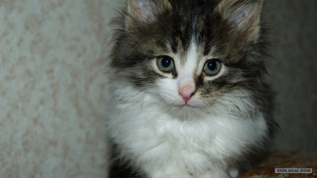 Котовторник (10.01.2012)