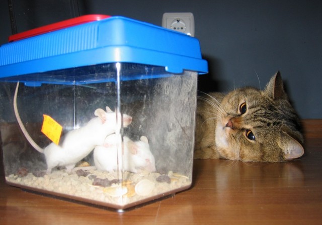 Котовторник 10.04.2012