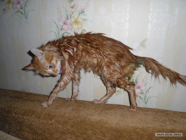 Котовторник 22.05.2012