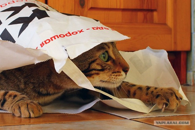 Котовторник 24.07.2012