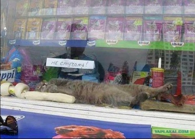 Котовторник  21.08.12