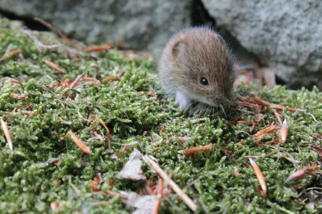 Симпатяжка