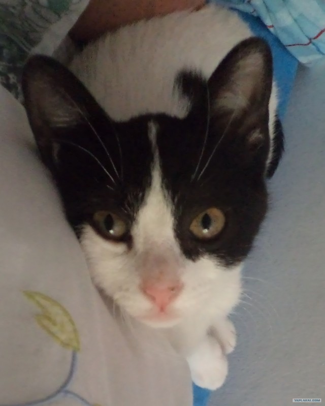 Котовторник  16.10.12
