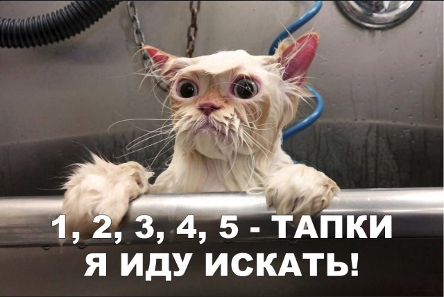 Забавные фото котеек
