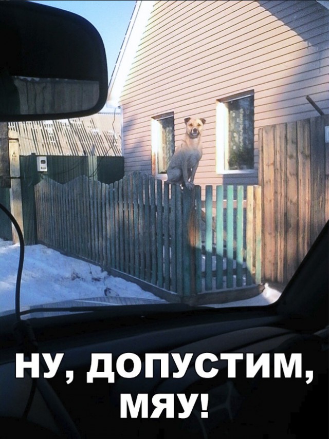 Нестандартный юмор