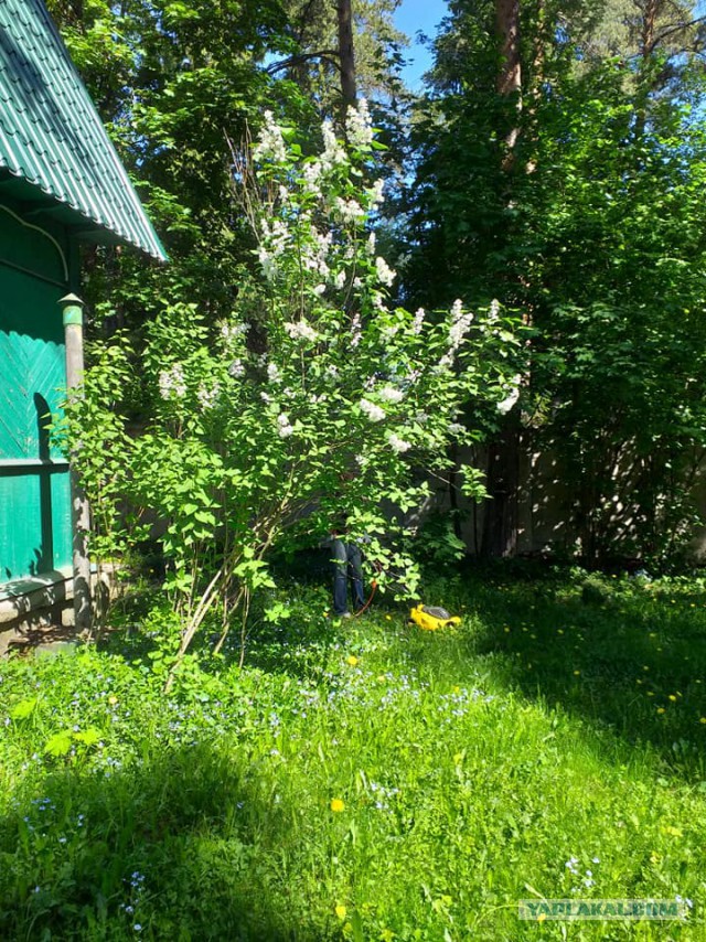 Лето, делимся видом из окна