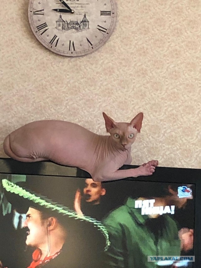 Котовторник  06.08.2019