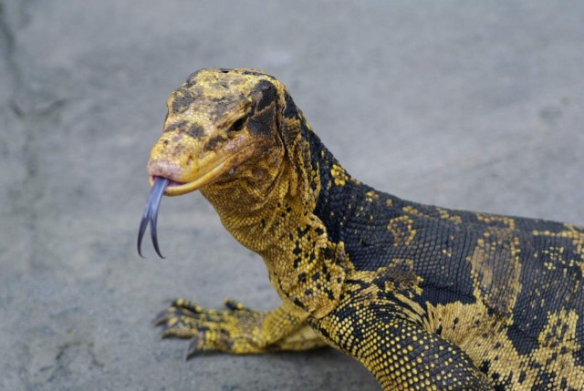 Живность из сети