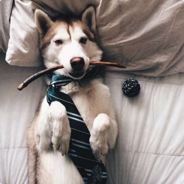 Живность из сети