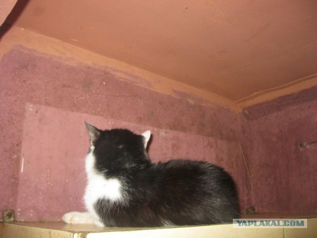 Жизнь домашнего приюта для котеек 284