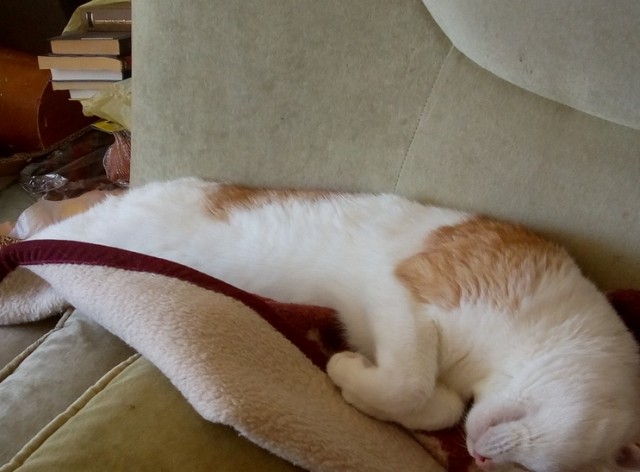 Коты, которые нас порадовали!