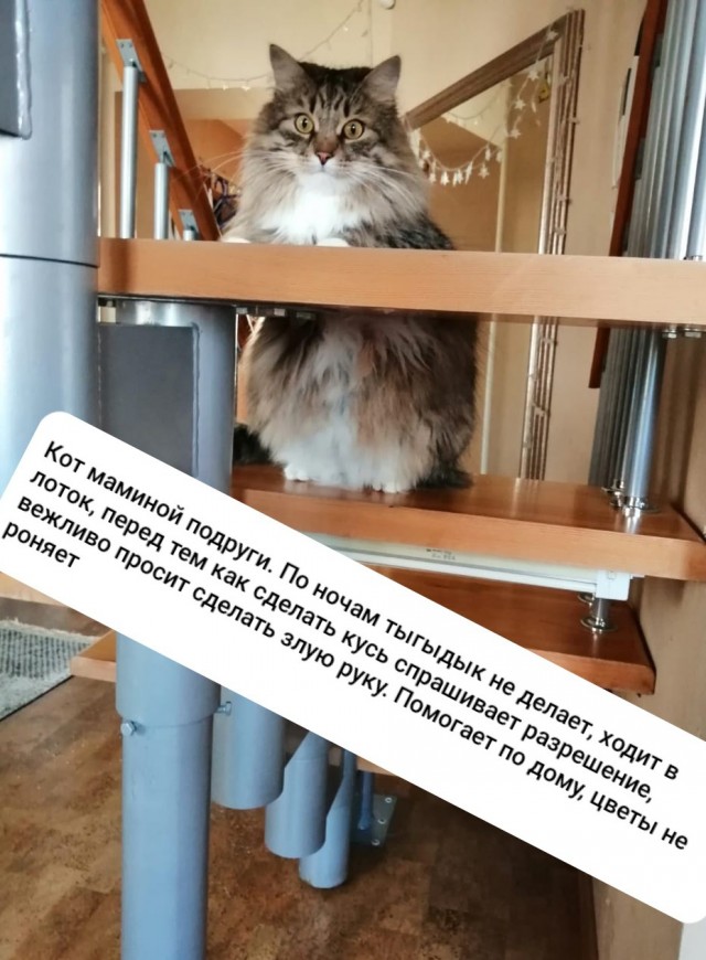 Смешные коты 25.08.20