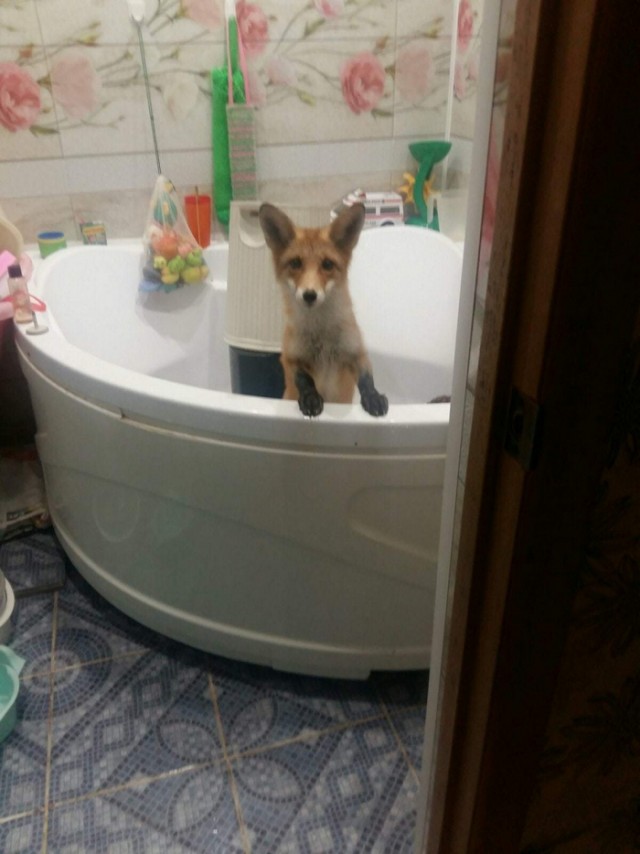Эти забавные животные