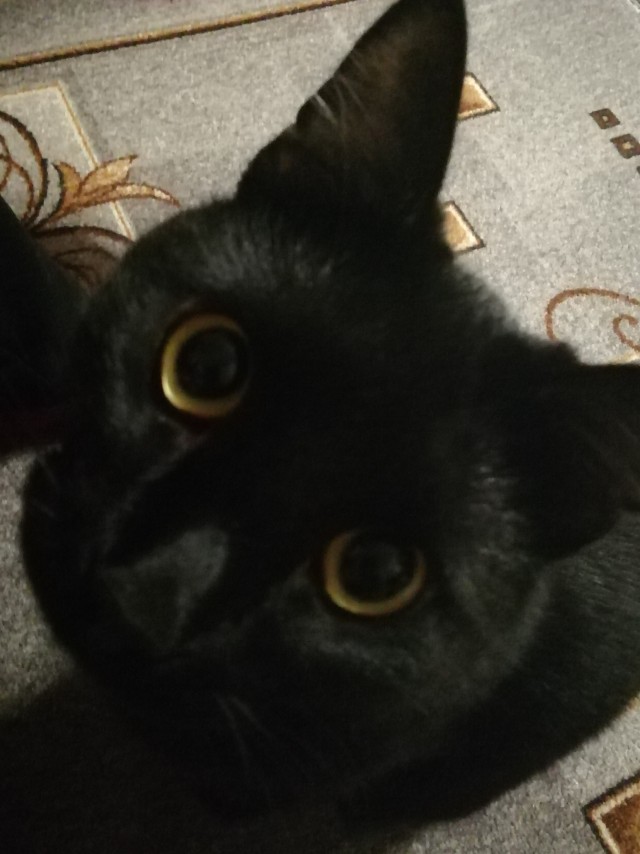 Котовторник 13.10.2020