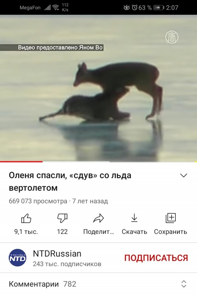 Оленя спасли, «сдув» со льда вертолетом