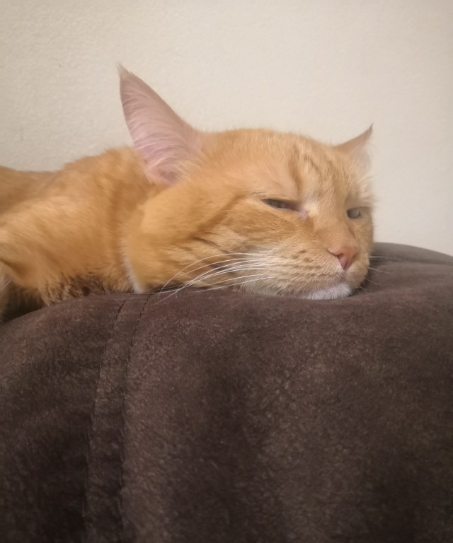 Котаны с забавным окрасом