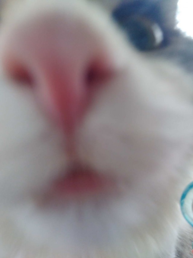 Которник