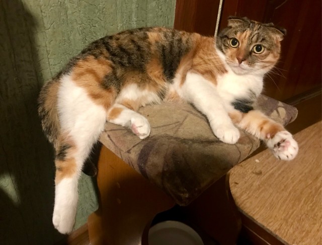 К котовторнику