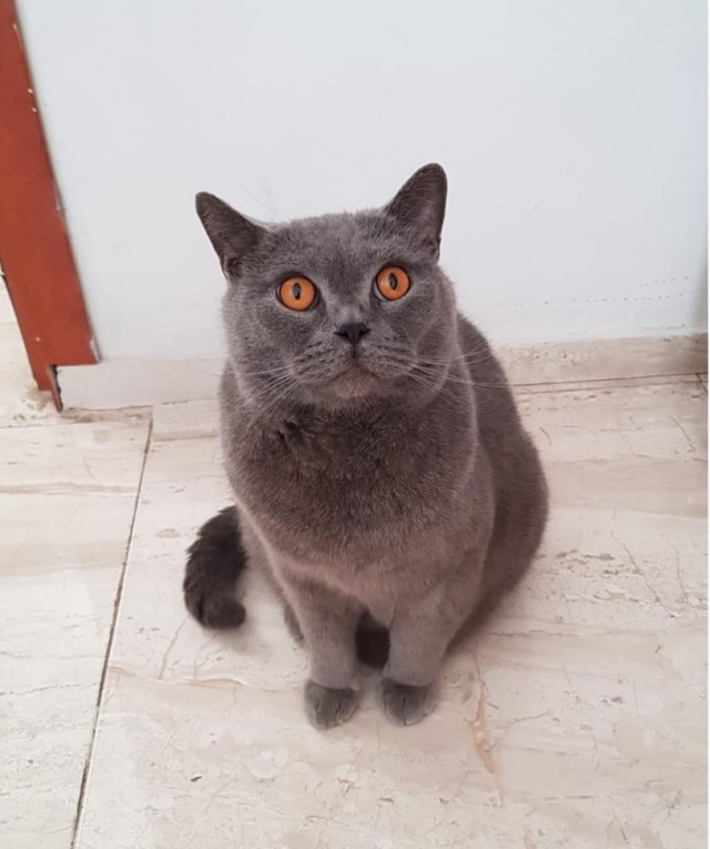 Ну, поехали в котоввторник!
