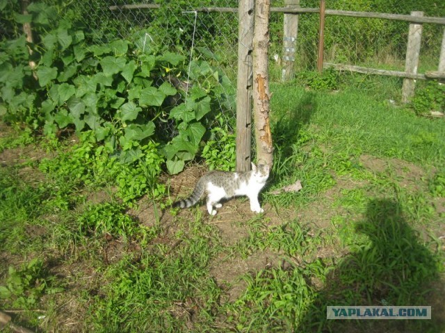 Жизнь домашнего приюта для котеек 403