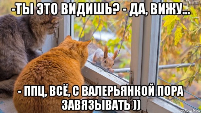 Белочка пришла