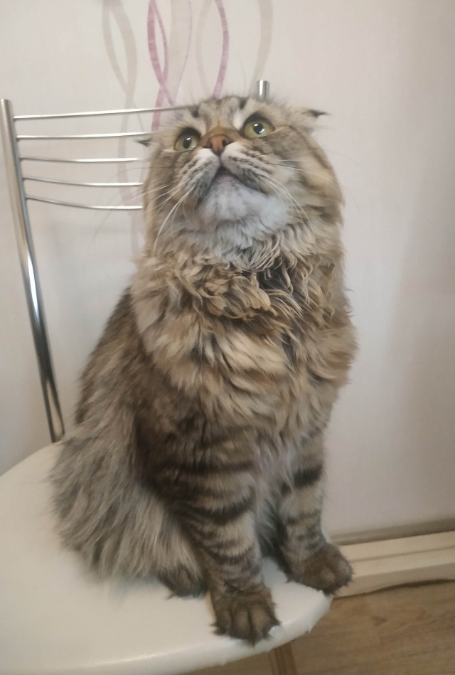 Наша коша