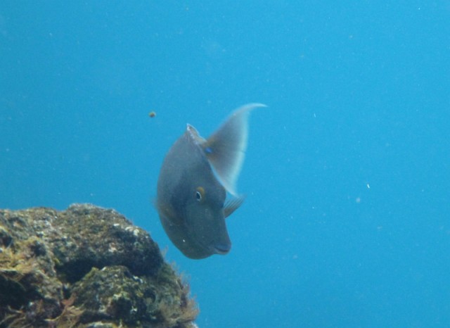 Деревенская Америка