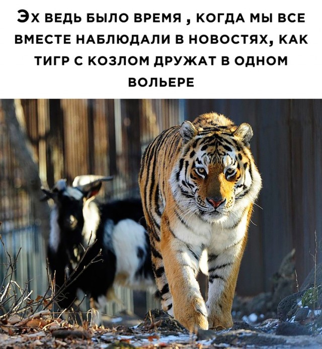Весёлый полтишок 02.10.22
