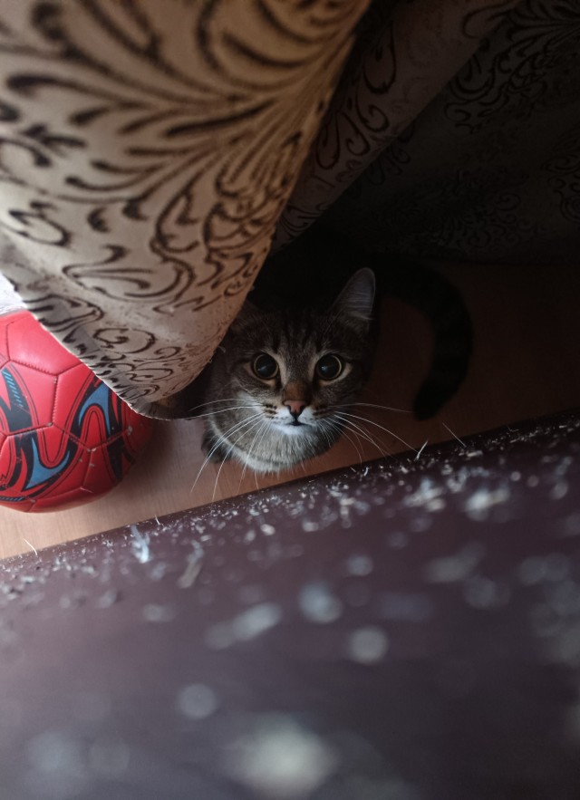 С Котовторником вас! Зовут Чеса!